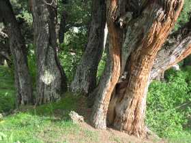 Pain of the sacred grove: trunks of an old multi-stemmed tree, showing the stripping-off of the bark for incense production.
