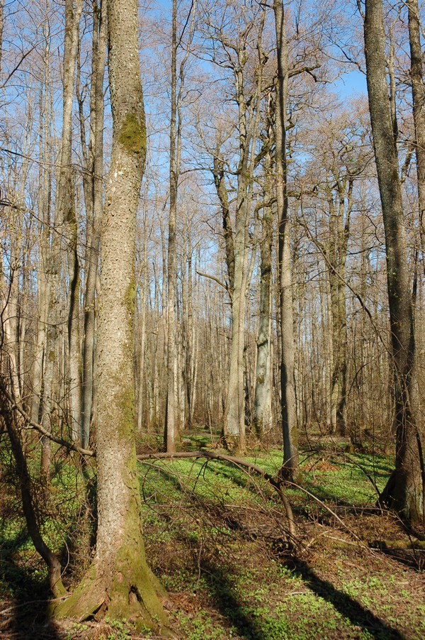 Maardu Hiiemets, 29.04.10224 (2011)