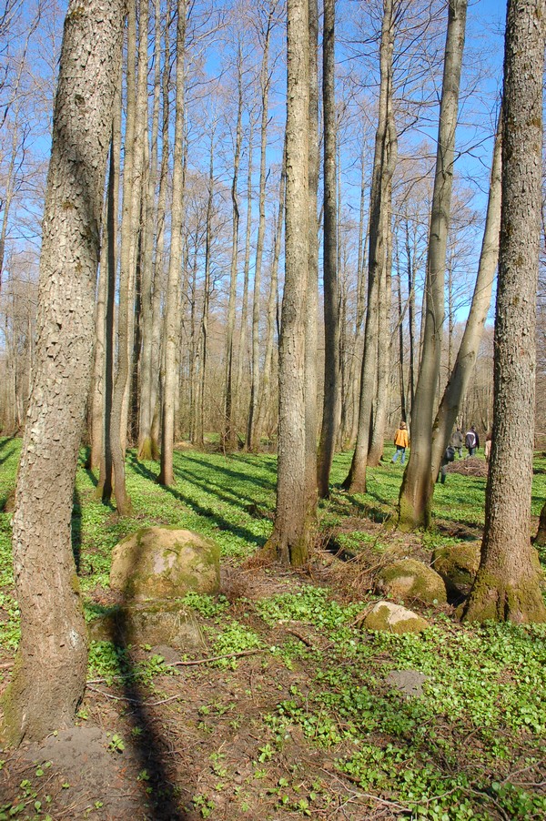 Maardu Hiiemets, 29.04.10224 (2011)