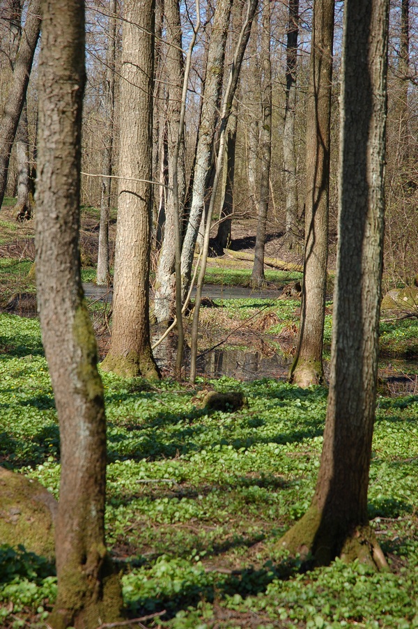 Maardu Hiiemets, 29.04.10224 (2011)