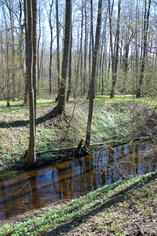 Maardu Hiiemets, 29.04.10224 (2011)