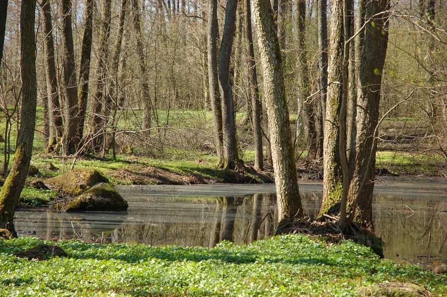 Maardu Hiiemets, 29.04.10224 (2011)