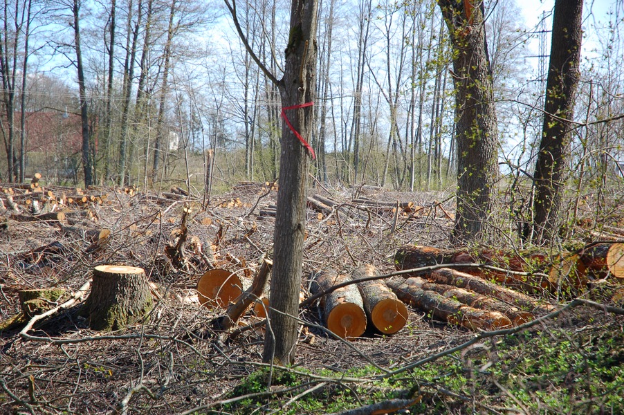 Maardu Hiiemets, 29.04.10224 (2011) OÃœ Eremka raiutud hiis