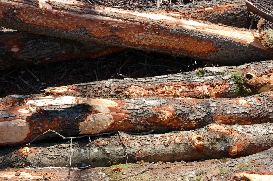 Maardu Hiiemets, 29.04.10224 (2011).
OÃœ Eremka raiutud hiis