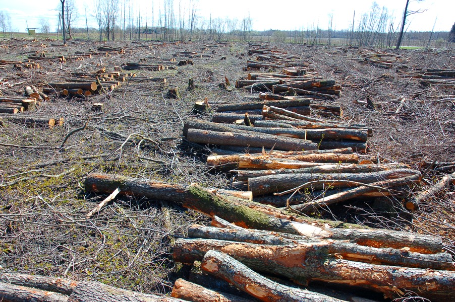 Maardu Hiiemets, 29.04.10224 (2011).
OÃœ Eremka raiutud hiis