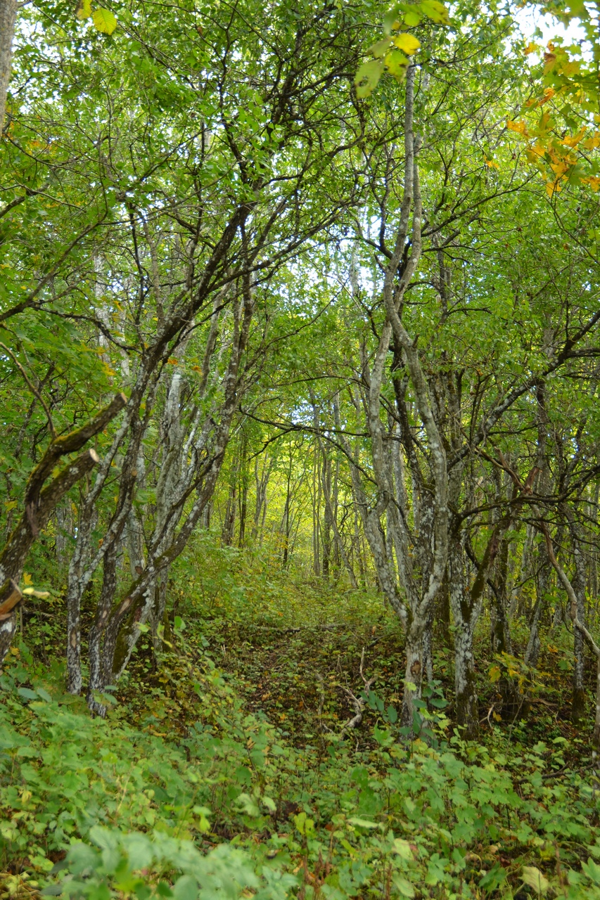 Ohekatku Hiiemägi