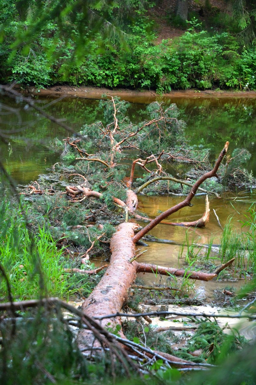 Emaläte Taevaskojas