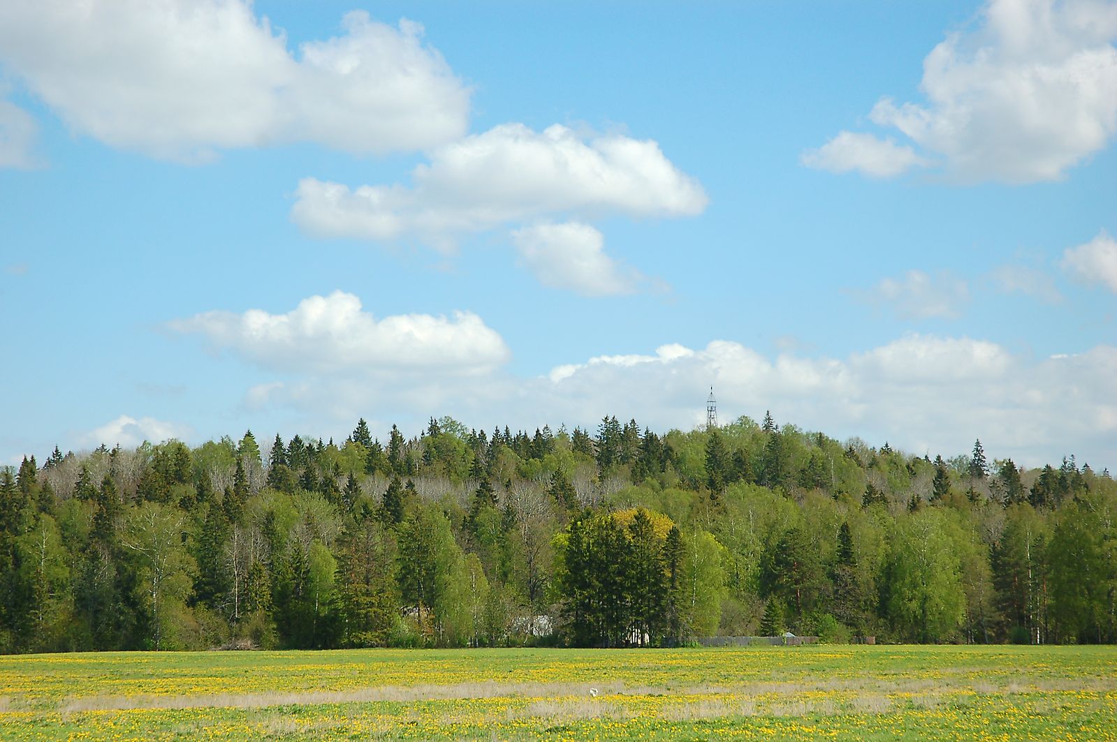 Hiiemets Ebavere mäel. Väike-Maarja kihelkond