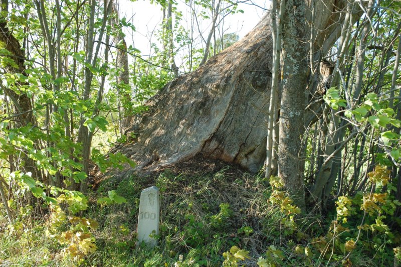 Võlla hiietamm