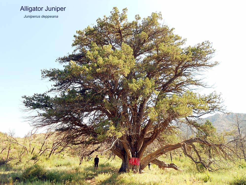 Grandfather Alligator Juniper