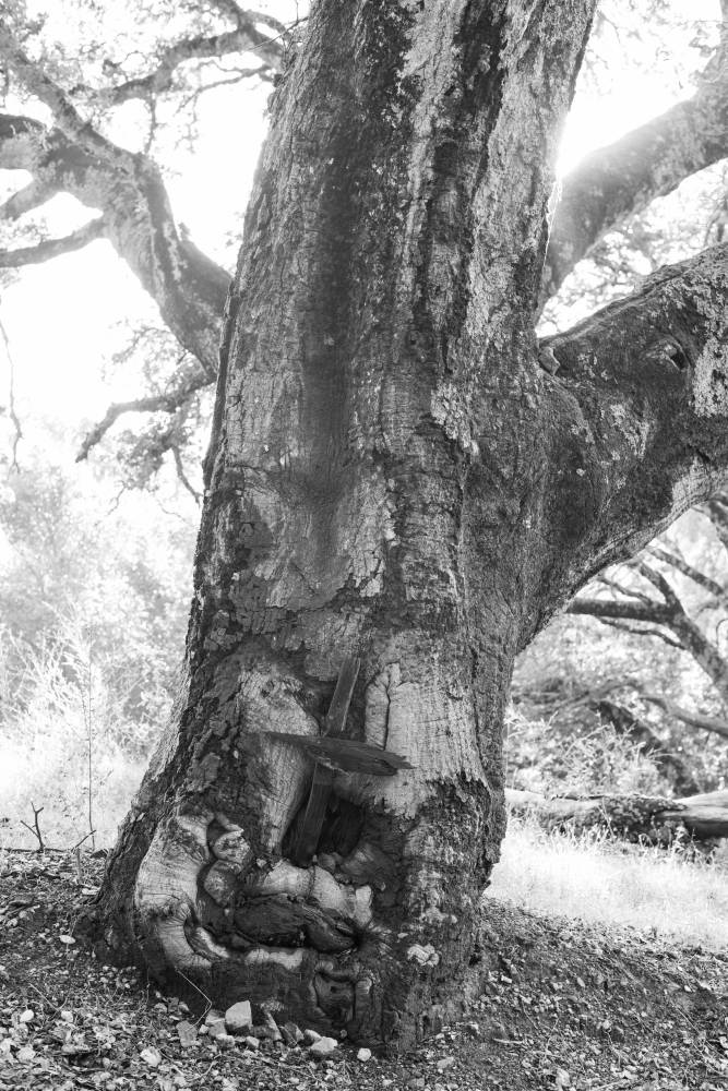 Small Cross on Oak Tree