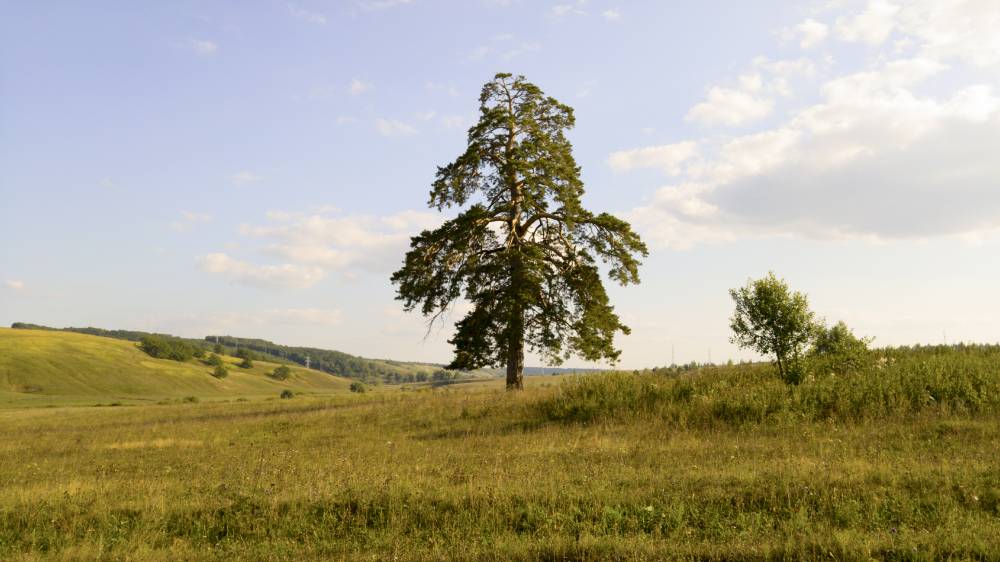 Нарисована сосна на картине Шишкина...