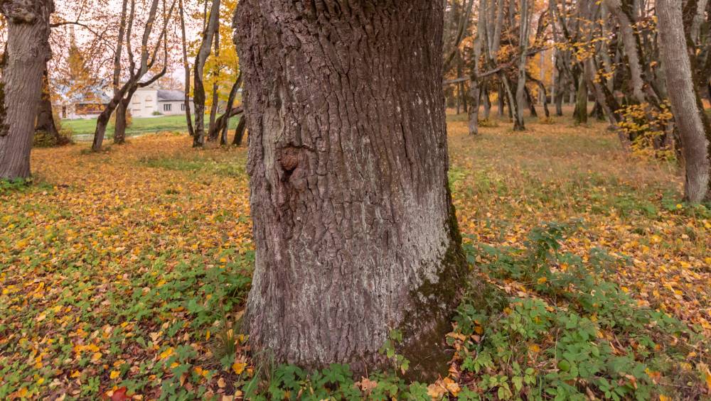 Tamme tüvi Vääna pargis