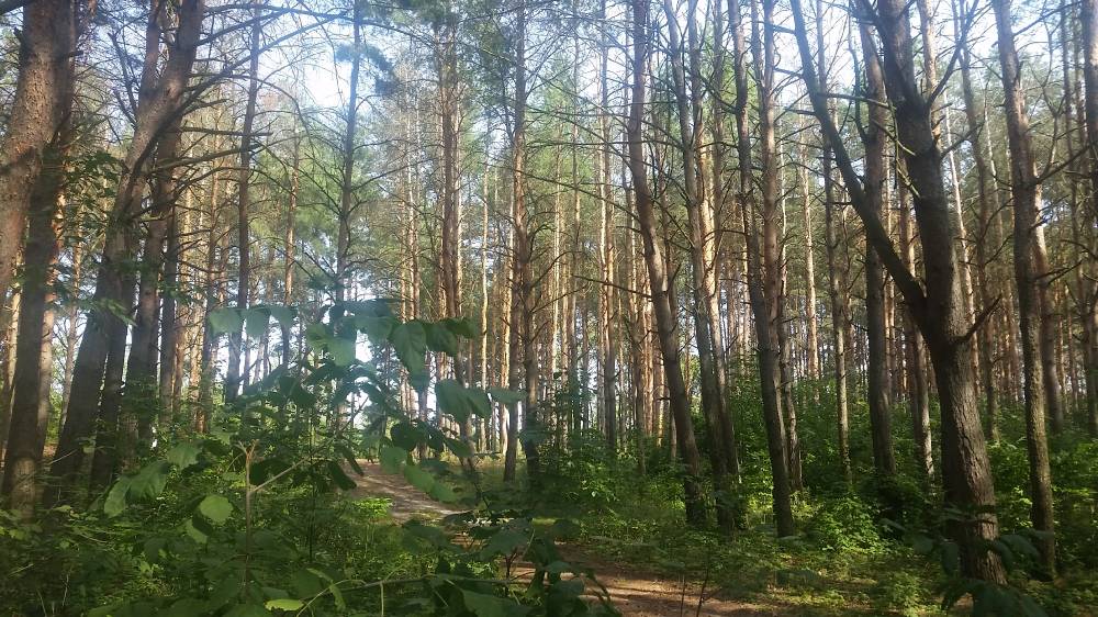 Сосны