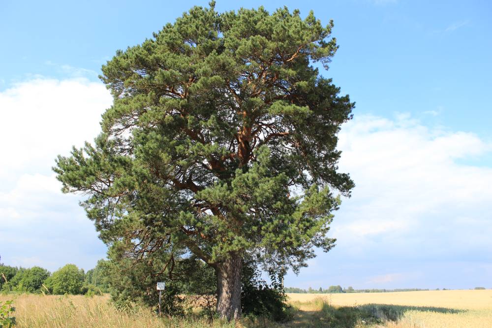 Torma Prohvetimänd