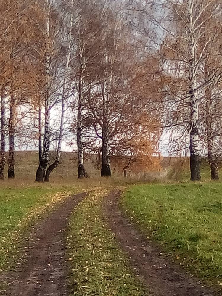 Дорога через священную рощу