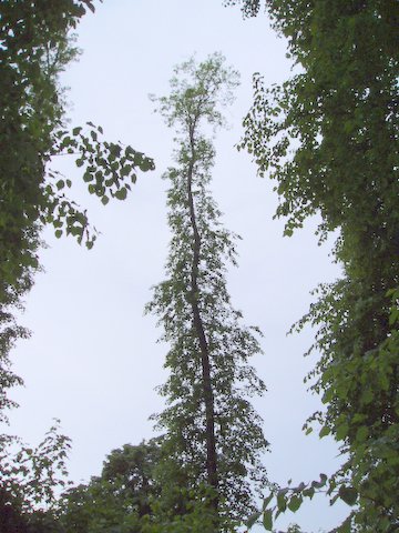 Lühikeste okstega pärnaring