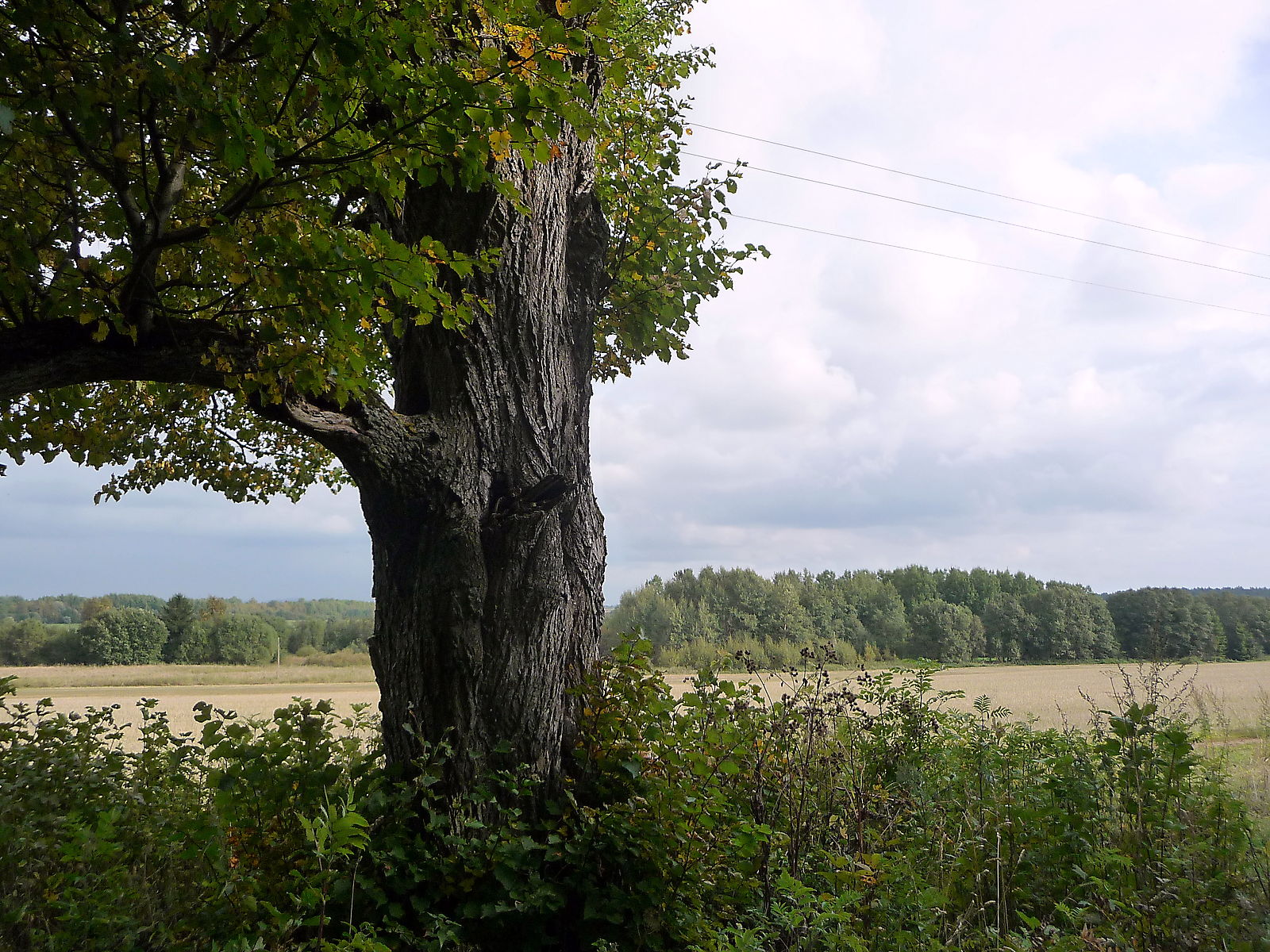 Purtse hiiepärn