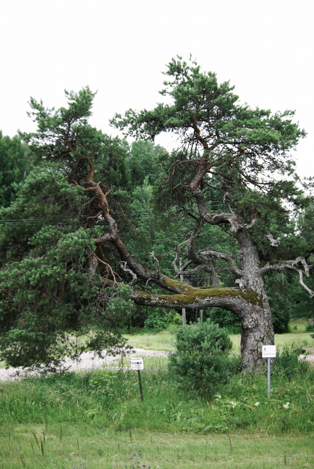 Hargla ohvrimänd