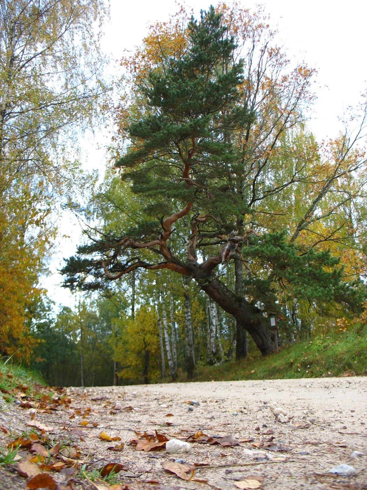 Huvitava kujuga püha mänd