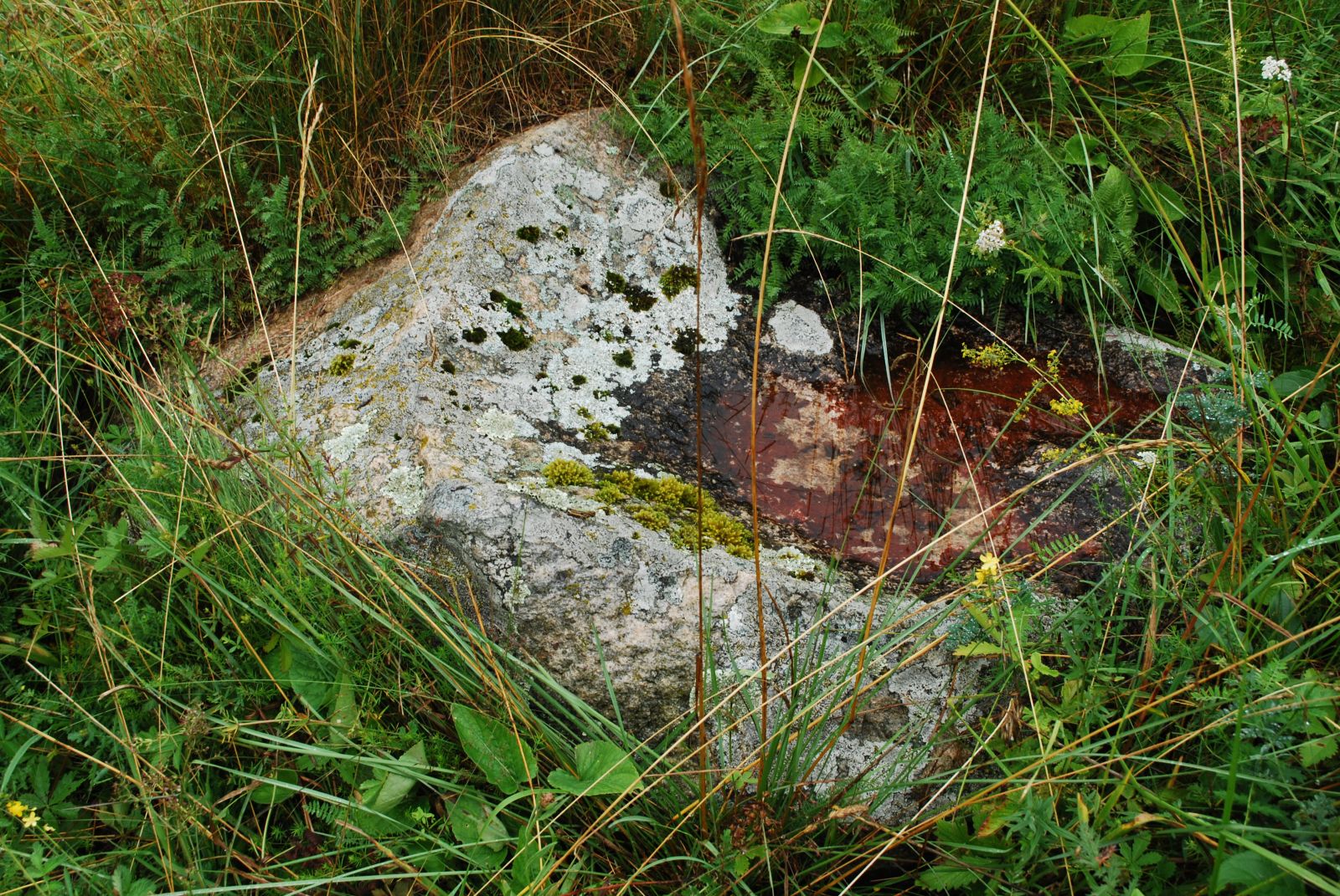 Moaljakivi