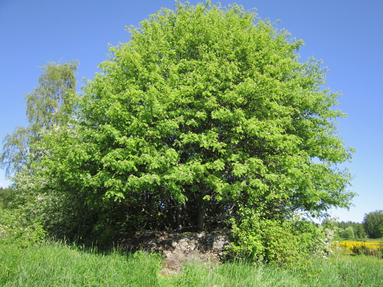 A sacred stone under a sacred tree