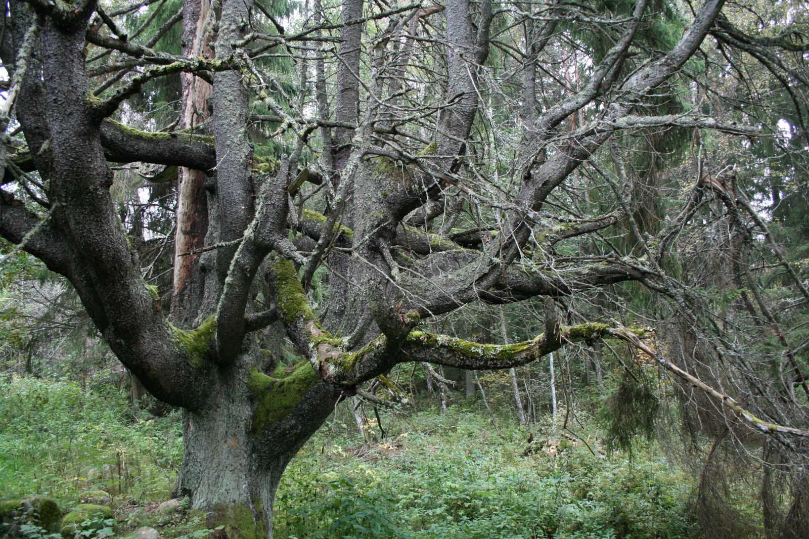 Pältre lühterkuusk