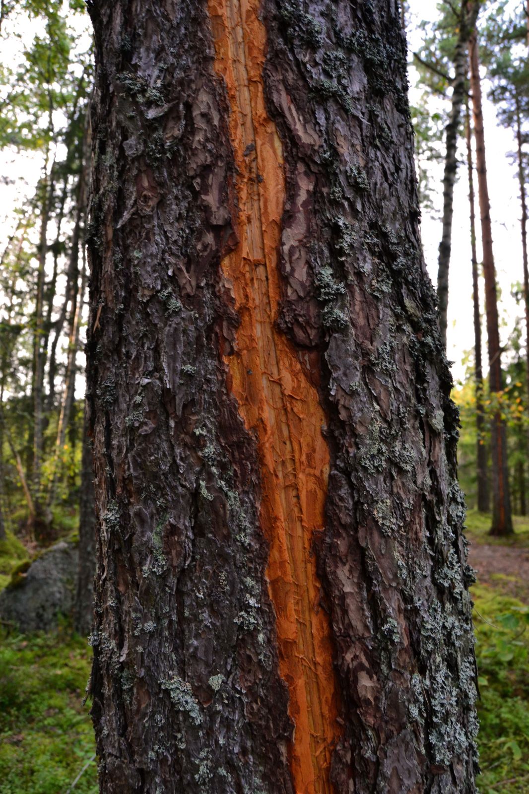 Ukoniskemä / Struck by Ukko