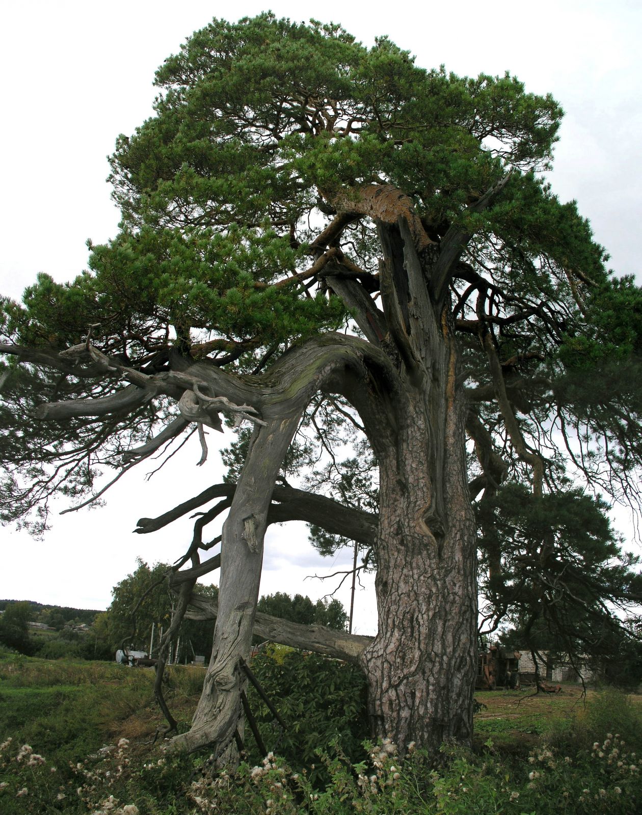 Священная сосна/ Sacred pine