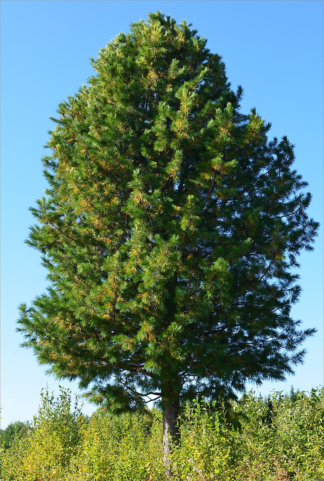 Cedar (siberian)