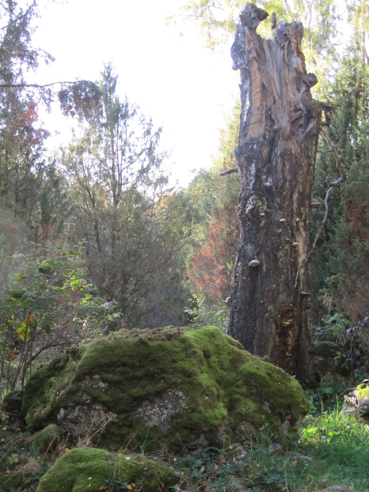 A stone and itÂ´s guardian