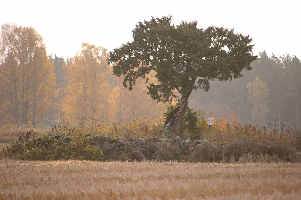 Kaitstult keset põldu