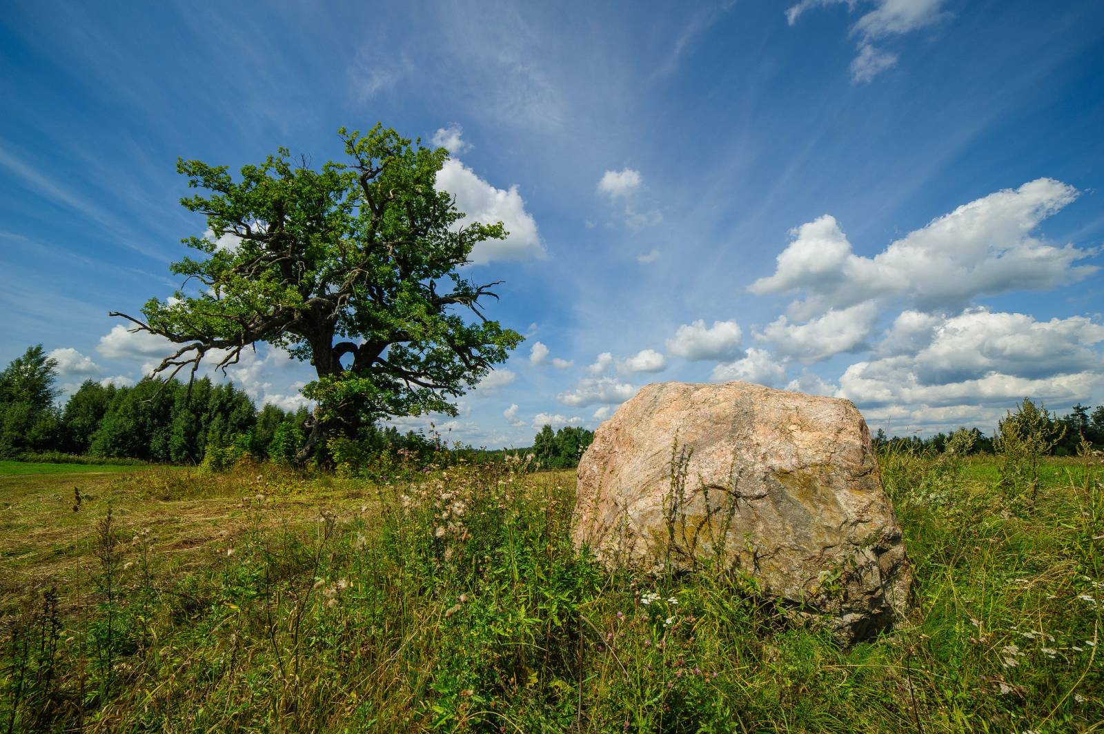 Kalnaeglu_Sacrificial_Oak_6719