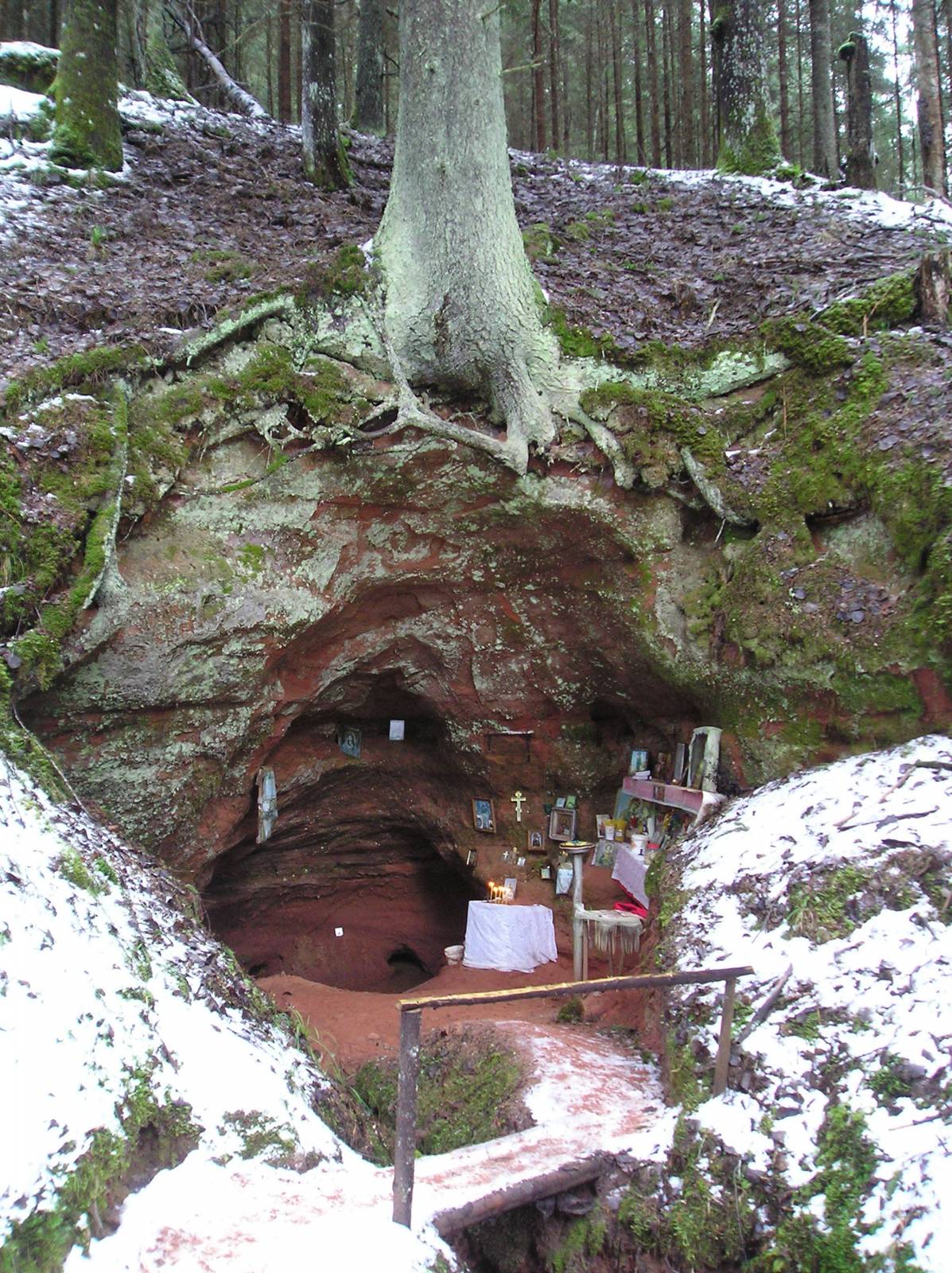 Living Water in the old forest