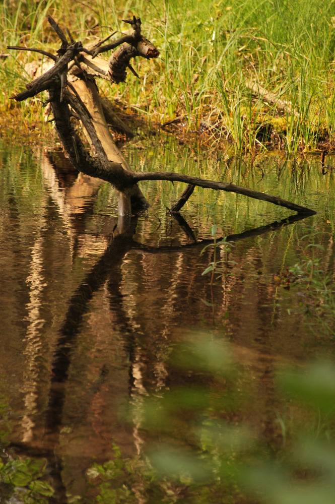 Läbi Odalätsi allikate