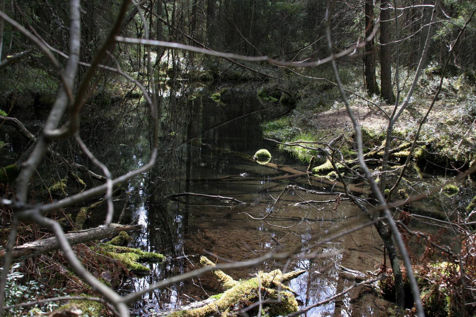 Someron Lähde Metsän sylissä