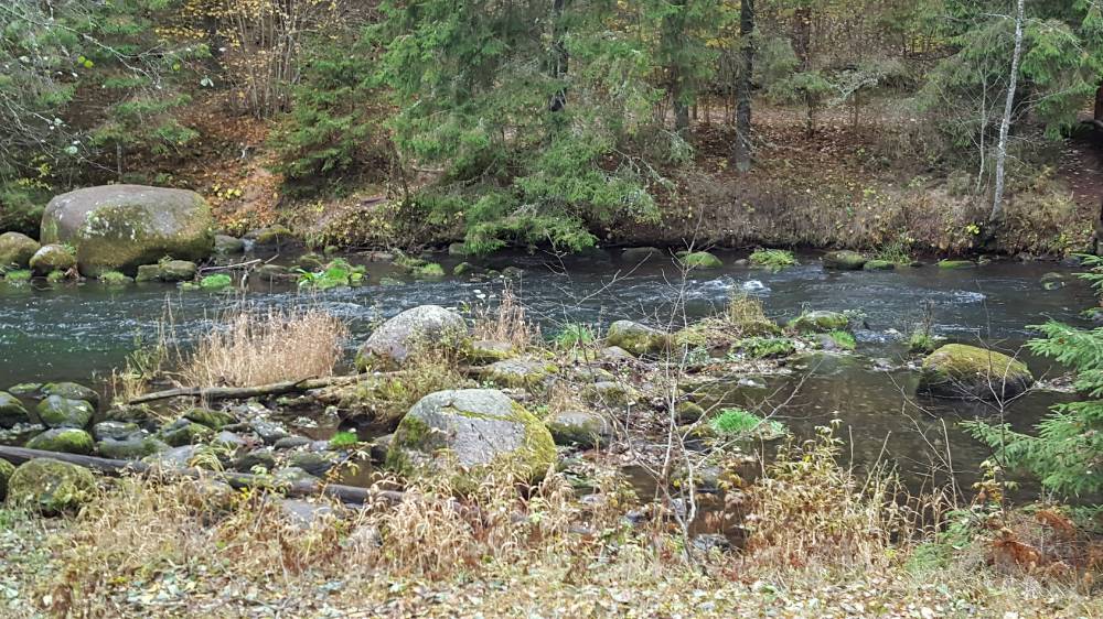 Kärestikuline Teavaskoda