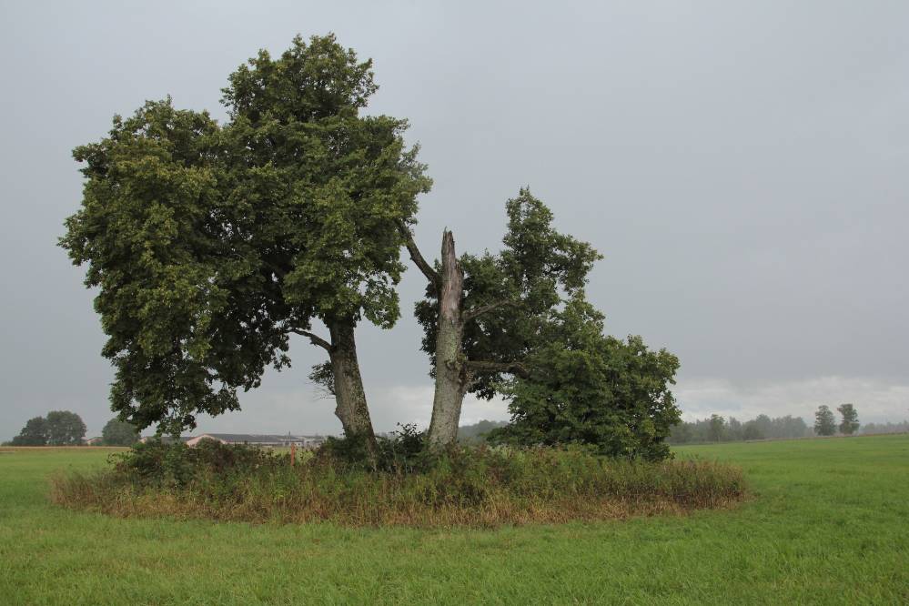 Järvepera pärnad