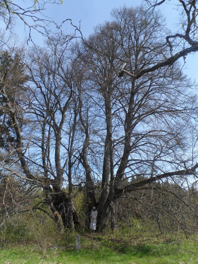 Ilumäe hiieniinepuult tuge saamas