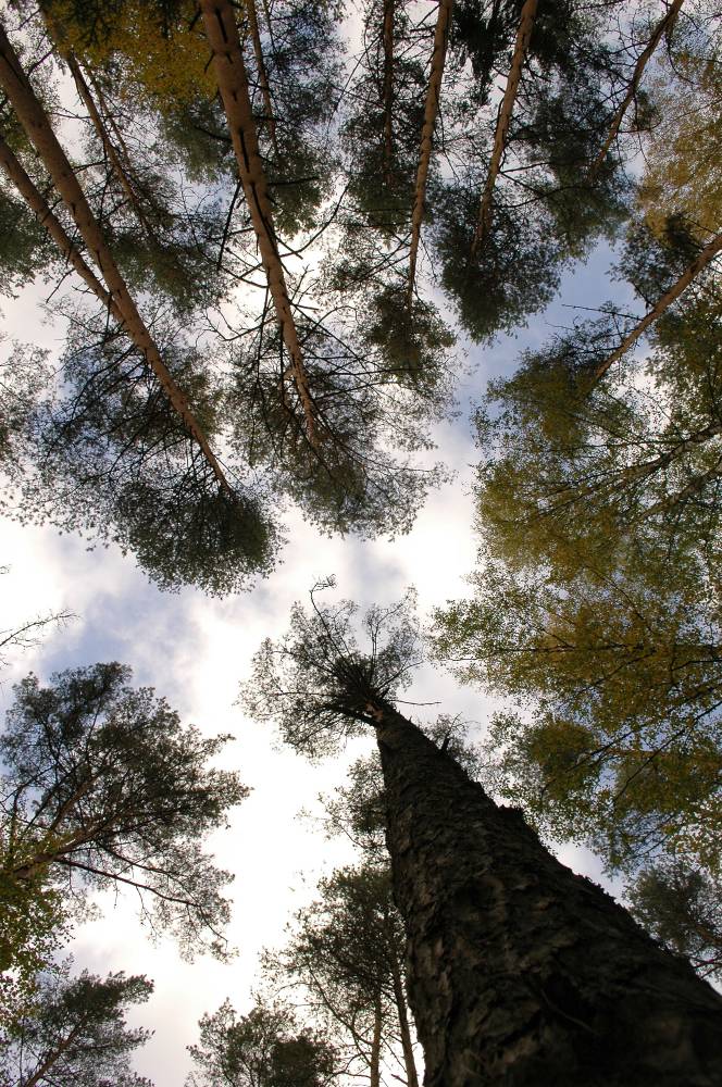 Mõtisklus Kakerdaja raba Hiiesaarel