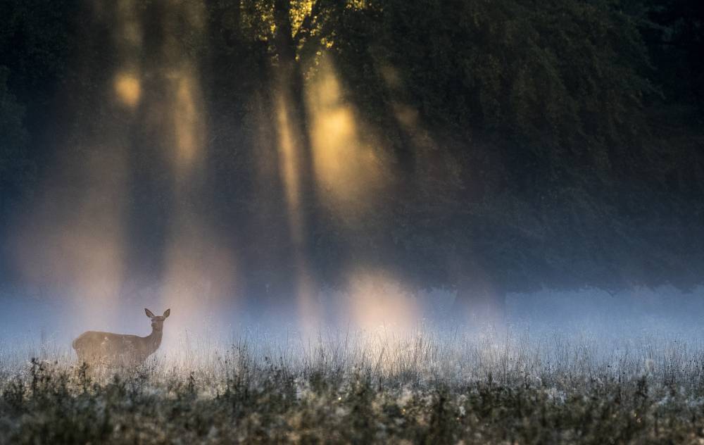 Enchanted Glade