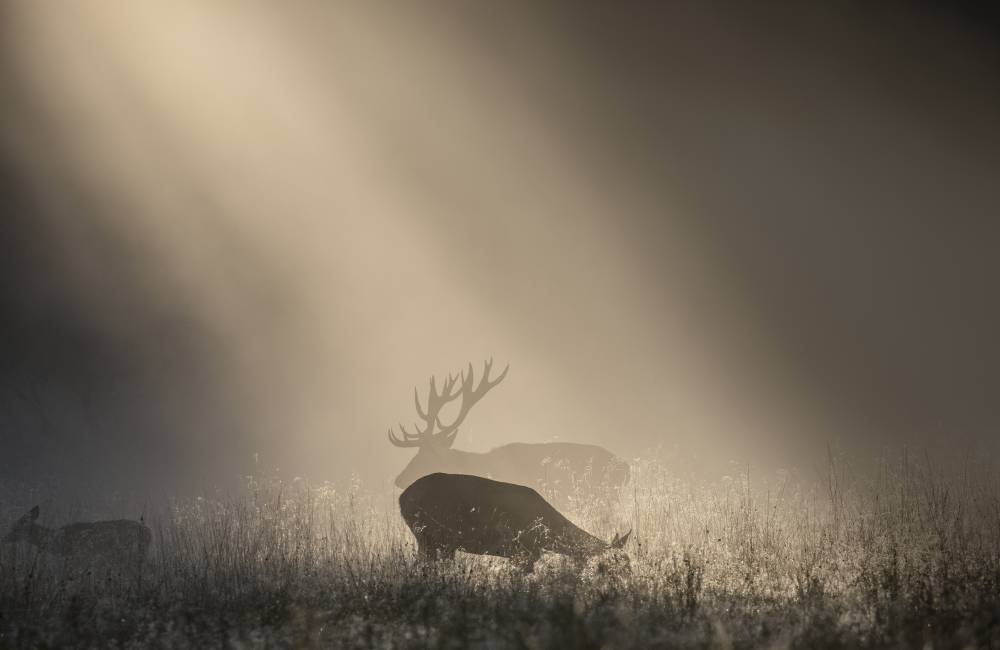 Deer Shadow Play