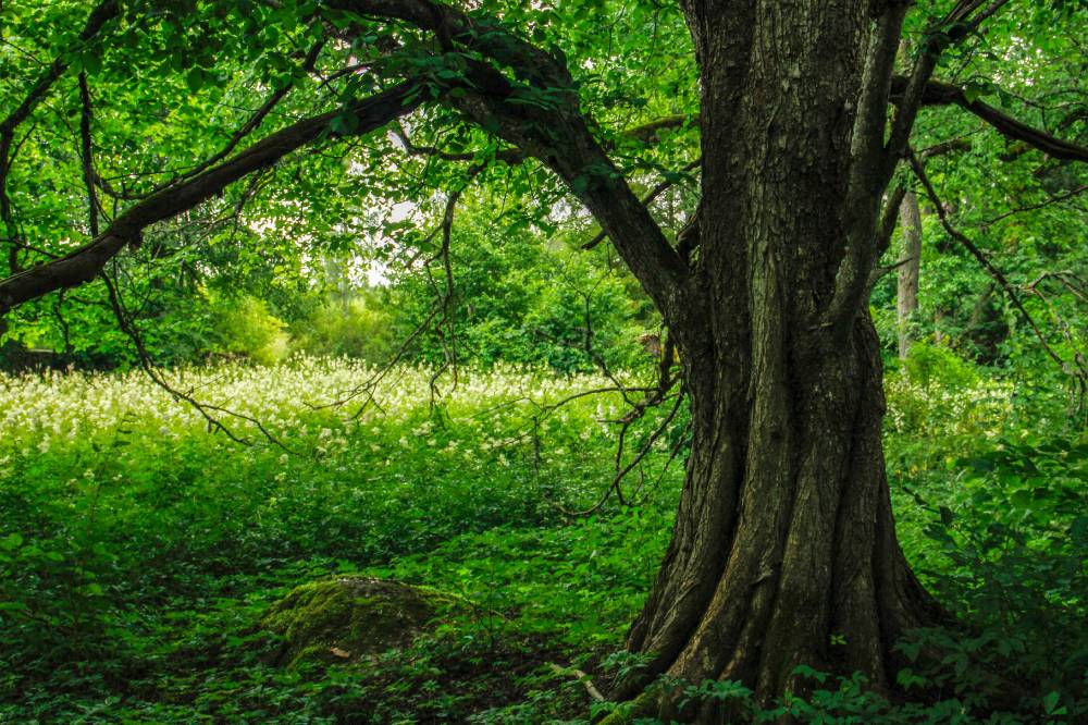 Kiigeoru sacred grove