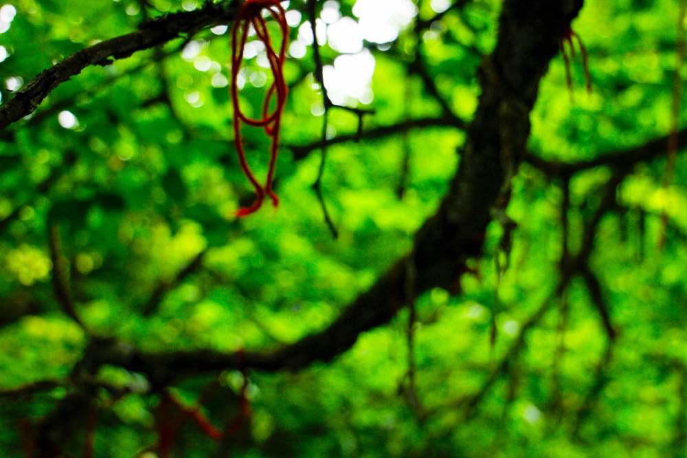 Offerings in a sacred grove