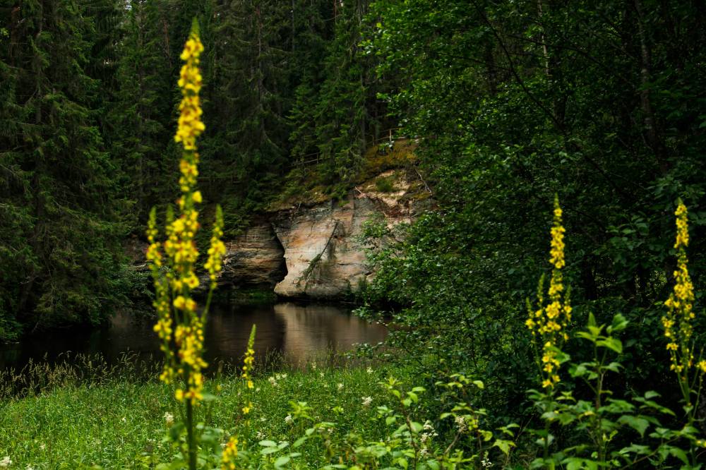 Flowers in Taevaskoda