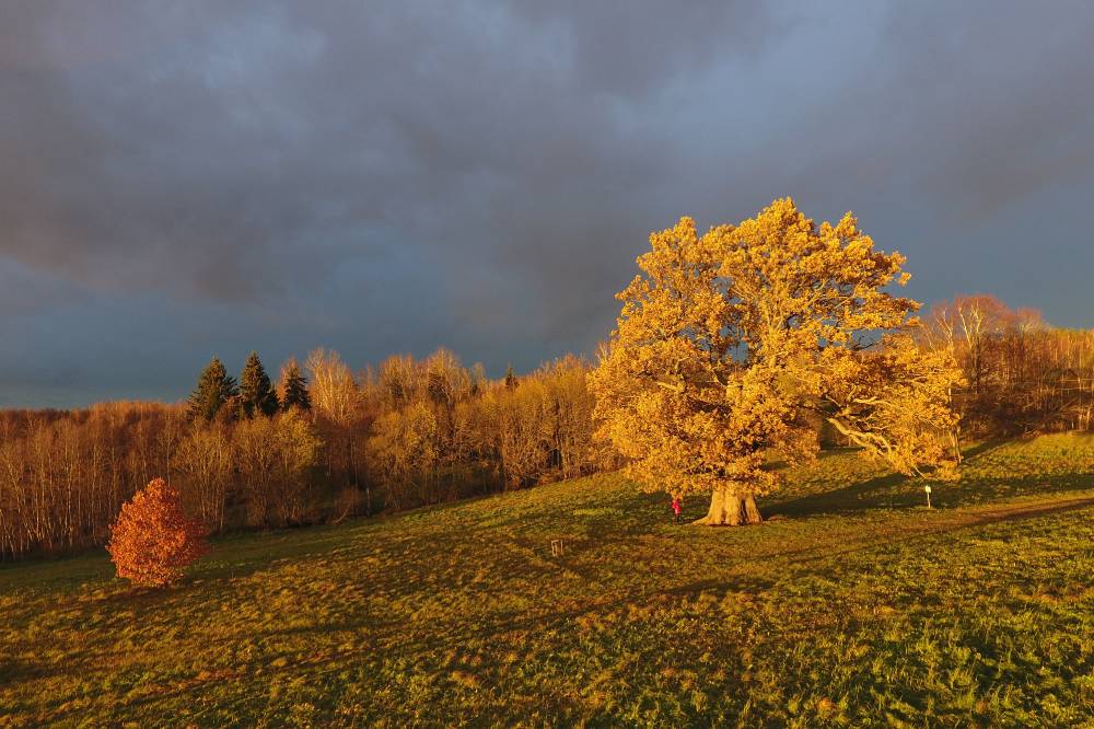 Värvid