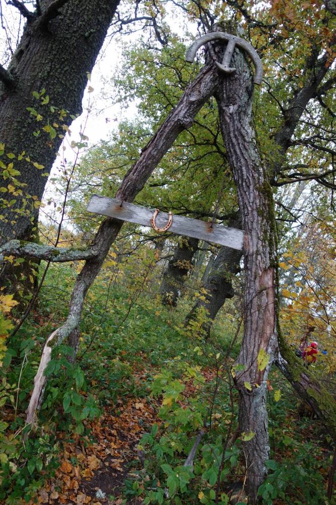 Astu sisse, sind ootab Pärnamäe hiis 