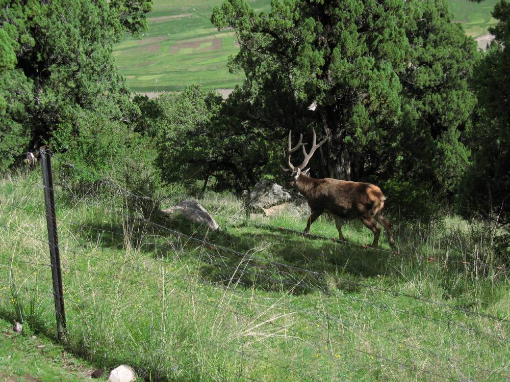 Grazing exclosures revealed a higher biodiversity without grazing; regenerated sedges attracted a tame local deer to jump over the fence