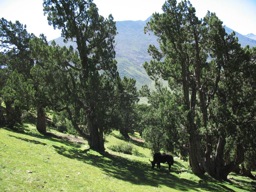 Yak grazing on the golf-lawn-like sedge turf (Kobresia pygmaea dominant) is supposed to be the main factor of missing juniper regeneration.Open forest near the monastery, 4250 m.