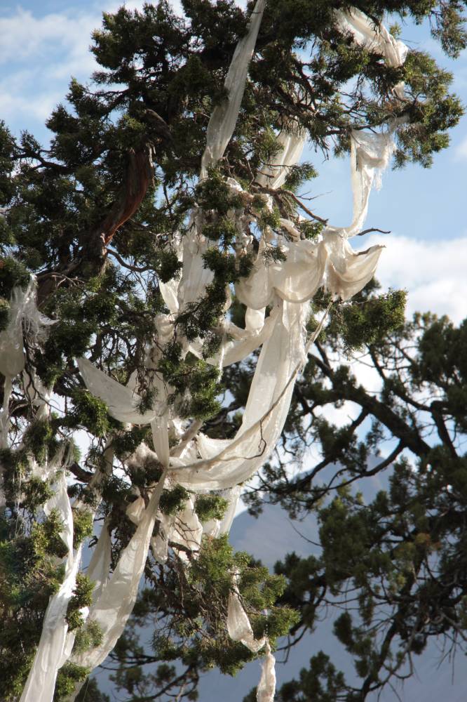 Reting Forest: Juniper tree crown decorated with kathags.